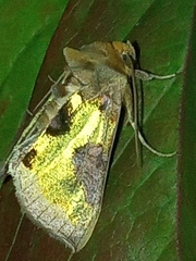 Diachrysia stenochrysis