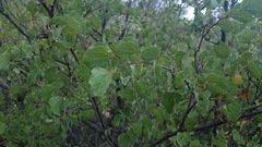 Bauhinia lunarioides
