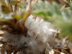Astragalus thracicus
