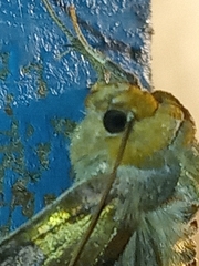 Diachrysia stenochrysis