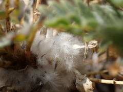 Astragalus thracicus