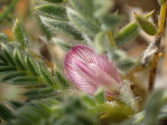 Astragalus thracicus