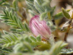 Astragalus thracicus