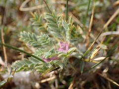 Astragalus thracicus