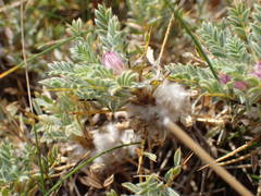 Astragalus thracicus