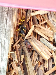 Crabronina