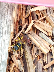 Crabronina