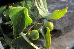 Smilax aspera