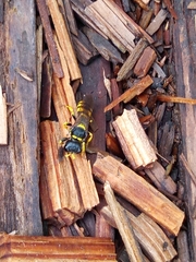 Crabronina