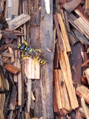 Crabronina