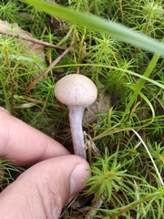 Cortinarius venustus