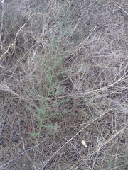 Asparagus horridus