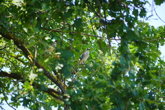 Garrulus glandarius