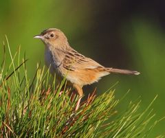 Cisticola cherina