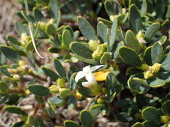 Daphne oleoides