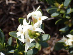 Daphne oleoides