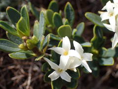 Daphne oleoides