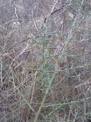 Asparagus horridus
