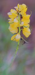 Senna didymobotrya