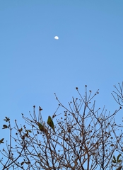 Psittacara leucophthalmus