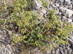 Euphorbia herniarifolia