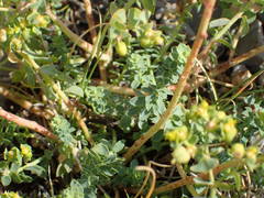 Euphorbia herniarifolia