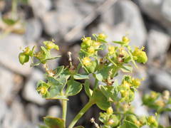 Euphorbia herniarifolia