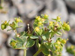 Euphorbia herniarifolia