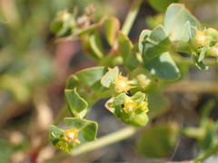Euphorbia herniarifolia
