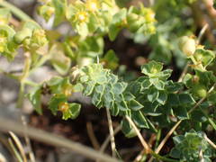 Euphorbia herniarifolia
