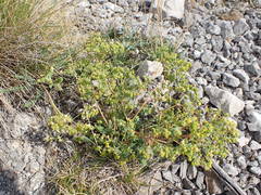 Euphorbia herniarifolia