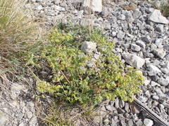 Euphorbia herniarifolia