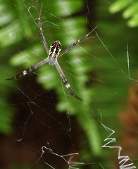 Argiope dang