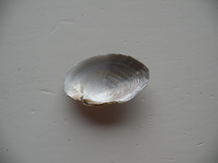 Alasmidonta undulata