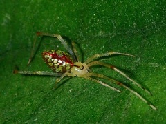 Thwaitesia margaritifera