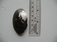 Alasmidonta undulata