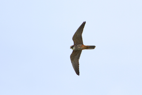 Alcotán europeo (Falco subbuteo)