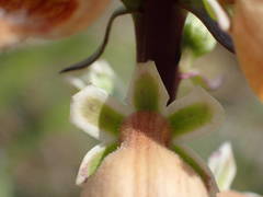 Digitalis ferruginea