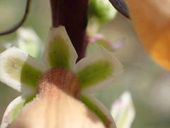Digitalis ferruginea