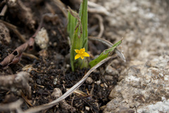 Curculigo orchioides