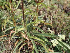 Digitalis ferruginea