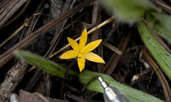 Curculigo orchioides