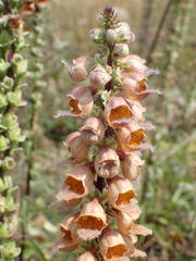 Digitalis ferruginea