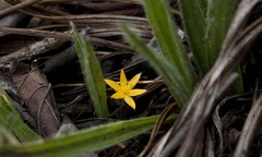 Curculigo orchioides