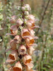 Digitalis ferruginea