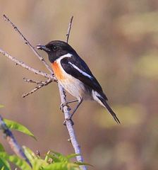 Saxicola torquatus
