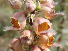 Digitalis ferruginea