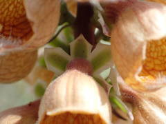 Digitalis ferruginea