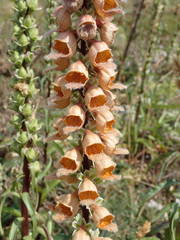 Digitalis ferruginea