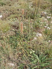 Digitalis ferruginea